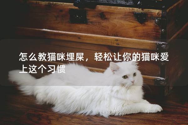 怎么教猫咪埋屎，轻松让你的猫咪爱上这个习惯