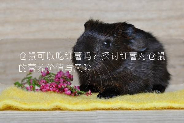 仓鼠可以吃红薯吗？探讨红薯对仓鼠的营养价值与风险