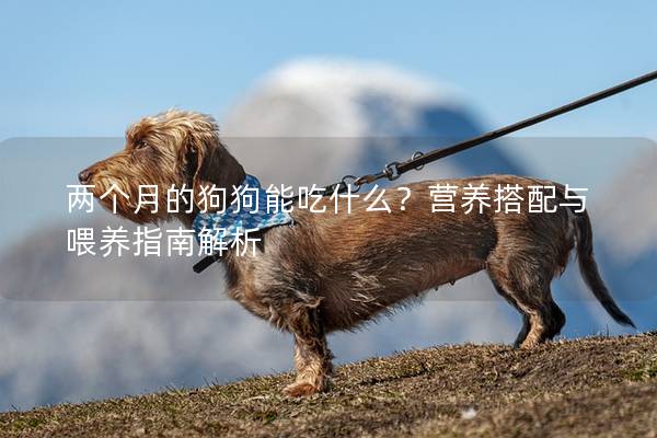 两个月的狗狗能吃什么？营养搭配与喂养指南解析