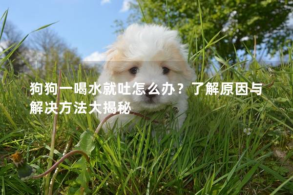 狗狗一喝水就吐怎么办？了解原因与解决方法大揭秘
