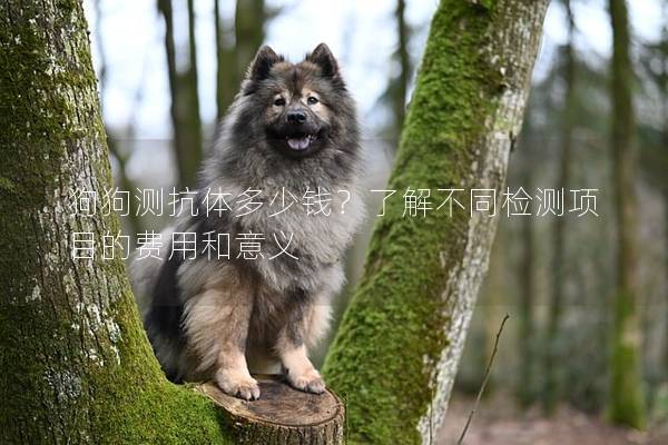 狗狗测抗体多少钱?了解不同检测项目的费用和意义 狗狗测抗体多少钱?了解不同检测项目的费用和意义