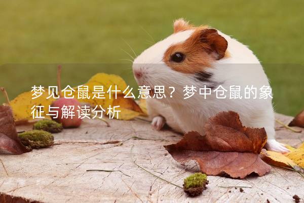 梦见仓鼠是什么意思?梦中仓鼠的象征与解读分析 梦见仓鼠是什么意思?梦中仓鼠的象征与解读分析
