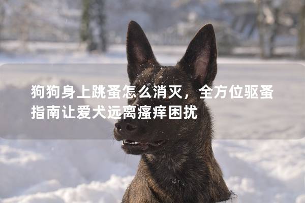 狗狗身上跳蚤怎么消灭，全方位驱蚤指南让爱犬远离瘙痒困扰