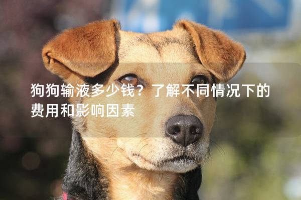 狗狗输液多少钱？了解不同情况下的费用和影响因素