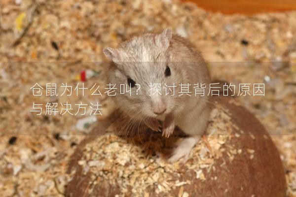 仓鼠为什么老叫？探讨其背后的原因与解决方法