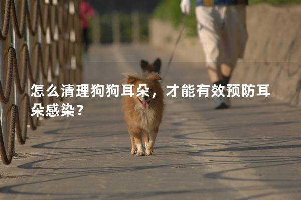 怎么清理狗狗耳朵，才能有效预防耳朵感染？