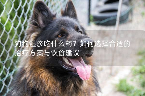 狗狗湿疹吃什么药?如何选择合适的治疗方案与饮食建议 狗狗湿疹吃什么药?如何选择合适的治疗方案与饮食建议