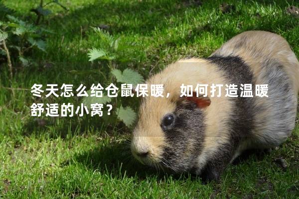 冬天怎么给仓鼠保暖,如何打造温暖舒适的小窝? 冬天怎么给仓鼠保暖,如何打造温暖舒适的小窝?