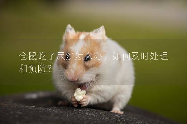 仓鼠吃了尿沙怎么办，如何及时处理和预防？