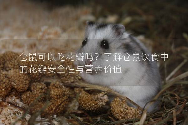 仓鼠可以吃花瓣吗？了解仓鼠饮食中的花瓣安全性与营养价值