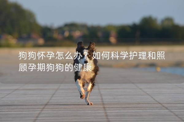狗狗怀孕怎么办？如何科学护理和照顾孕期狗狗的健康