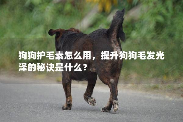 狗狗护毛素怎么用，提升狗狗毛发光泽的秘诀是什么？