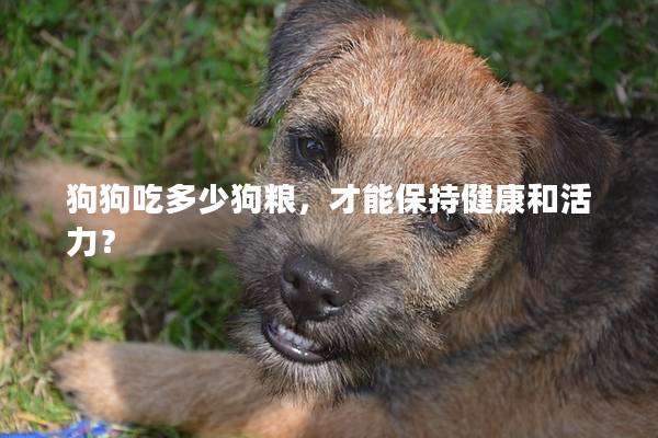 狗狗吃多少狗粮，才能保持健康和活力？