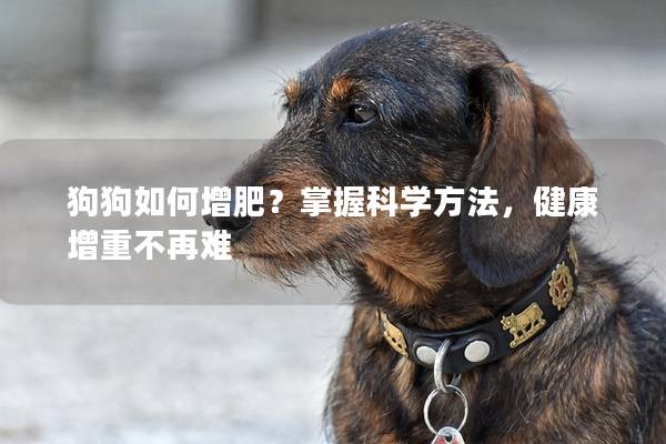 狗狗如何增肥？掌握科学方法，健康增重不再难