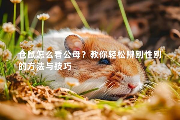 仓鼠怎么看公母？教你轻松辨别性别的方法与技巧