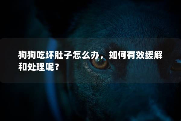 狗狗吃坏肚子怎么办，如何有效缓解和处理呢？