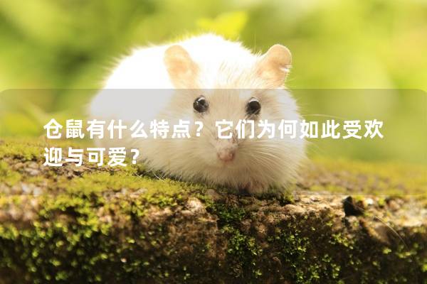 仓鼠有什么特点？它们为何如此受欢迎与可爱？