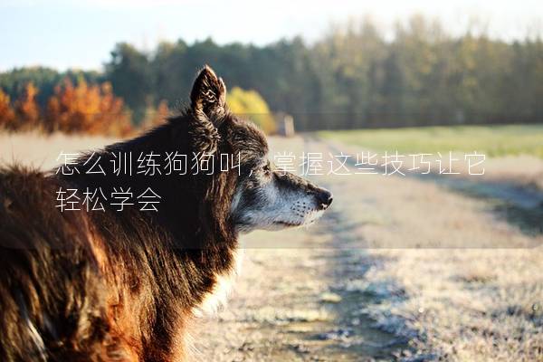 怎么训练狗狗叫，掌握这些技巧让它轻松学会