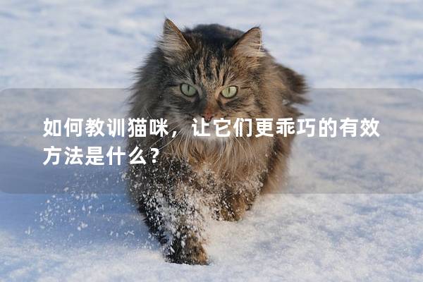 如何教训猫咪，让它们更乖巧的有效方法是什么？