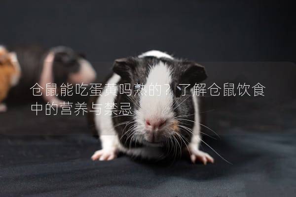 仓鼠能吃蛋黄吗熟的？了解仓鼠饮食中的营养与禁忌