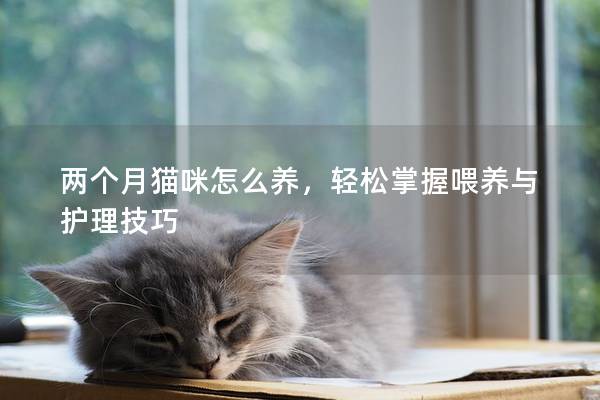 两个月猫咪怎么养，轻松掌握喂养与护理技巧