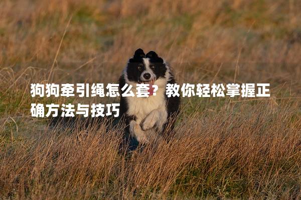 狗狗牵引绳怎么套？教你轻松掌握正确方法与技巧