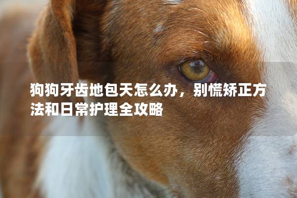 狗狗牙齿地包天怎么办，别慌矫正方法和日常护理全攻略