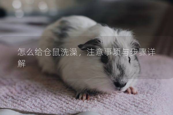 怎么给仓鼠洗澡，注意事项与步骤详解