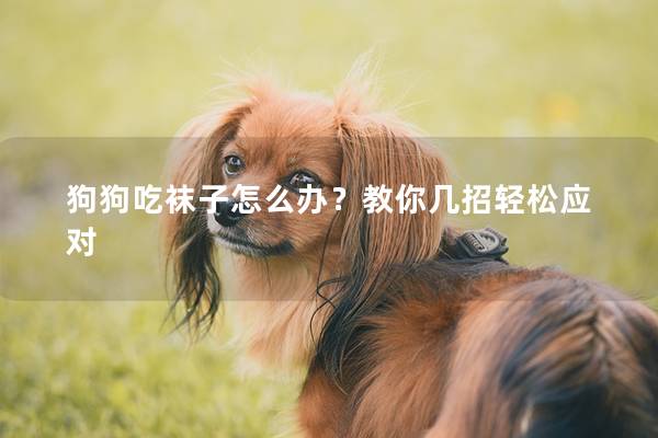 狗狗吃袜子怎么办？教你几招轻松应对