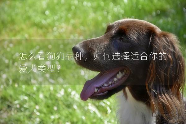 怎么看狗狗品种,如何选择适合你的爱犬类型? 怎么看狗狗品种,如何选择适合你的爱犬类型?