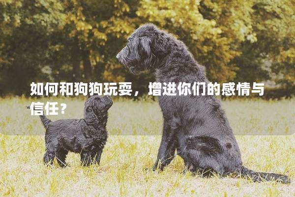 如何和狗狗玩耍，增进你们的感情与信任？
