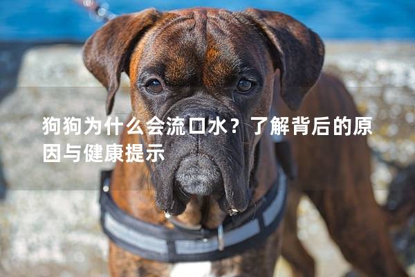 狗狗为什么会流口水？了解背后的原因与健康提示