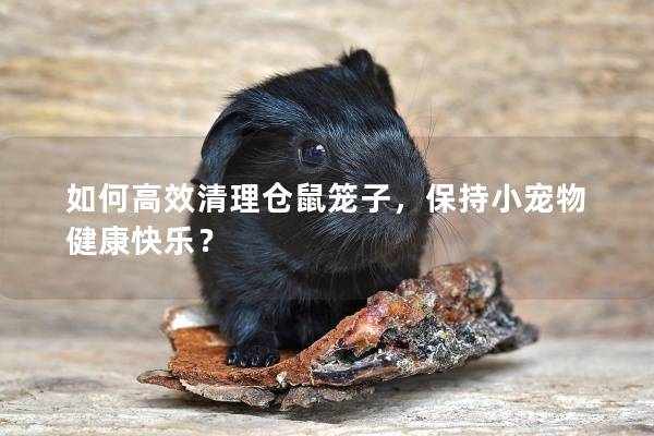 如何高效清理仓鼠笼子，保持小宠物健康快乐？
