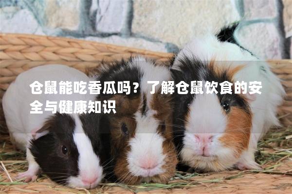 仓鼠能吃香瓜吗？了解仓鼠饮食的安全与健康知识