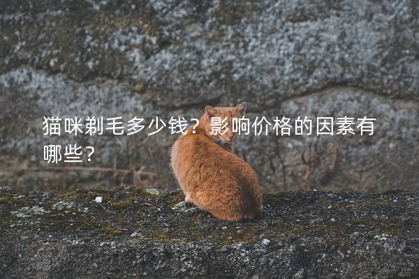 猫咪剃毛多少钱？影响价格的因素有哪些？