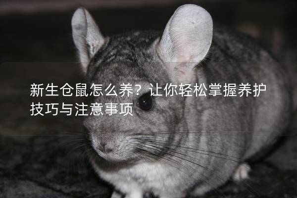 新生仓鼠怎么养？让你轻松掌握养护技巧与注意事项