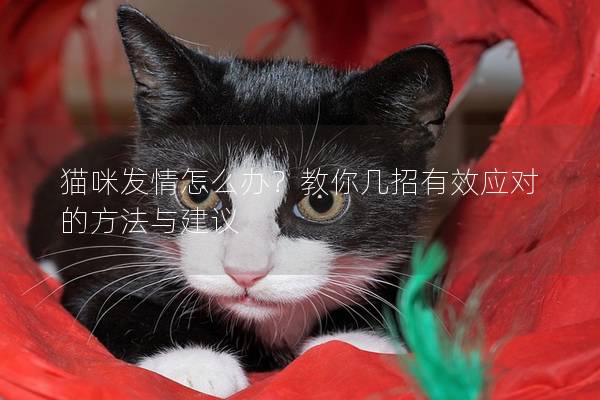 猫咪发情怎么办？教你几招有效应对的方法与建议