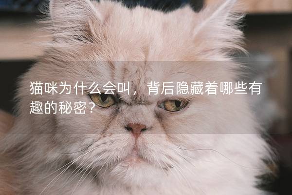 猫咪为什么会叫，背后隐藏着哪些有趣的秘密？