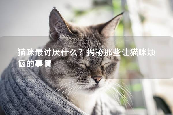 猫咪最讨厌什么?揭秘那些让猫咪烦恼的事情 猫咪最讨厌什么?揭秘那些让猫咪烦恼的事情