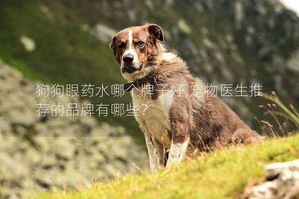 狗狗眼药水哪个牌子好,宠物医生推荐的品牌有哪些? 狗狗眼药水哪个牌子好,宠物医生推荐的品牌有哪些?