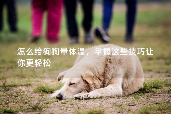 怎么给狗狗量体温，掌握这些技巧让你更轻松