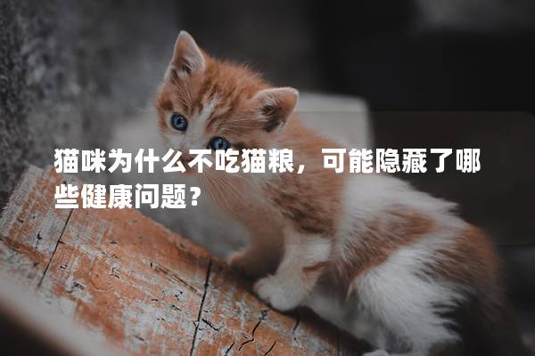 猫咪为什么不吃猫粮，可能隐藏了哪些健康问题？