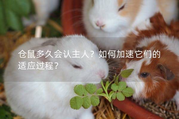 仓鼠多久会认主人？如何加速它们的适应过程？