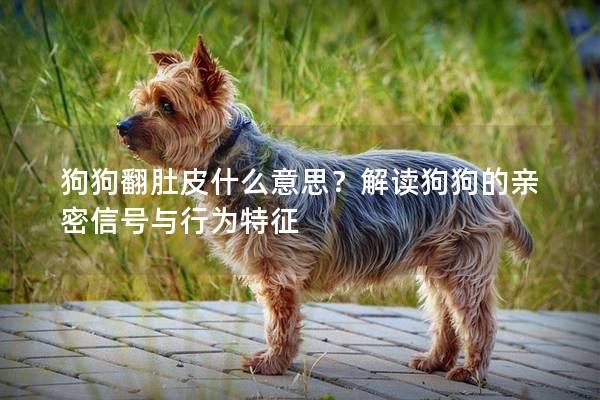 狗狗翻肚皮什么意思？解读狗狗的亲密信号与行为特征