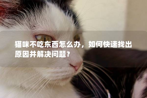 猫咪不吃东西怎么办，如何快速找出原因并解决问题？