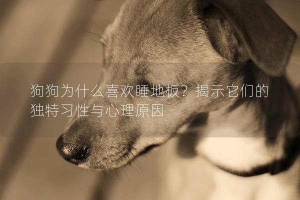 狗狗为什么喜欢睡地板？揭示它们的独特习性与心理原因