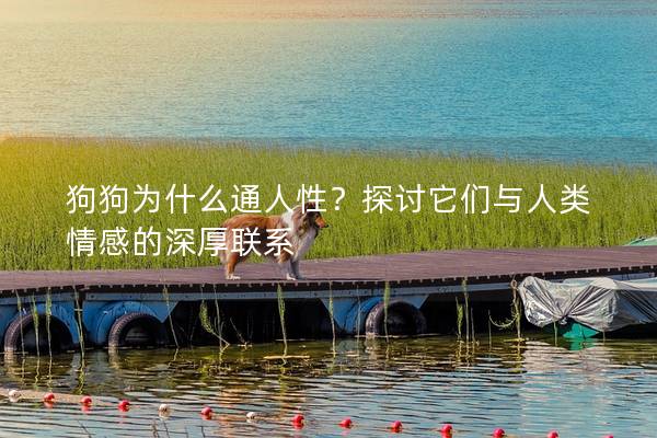 狗狗为什么通人性？探讨它们与人类情感的深厚联系