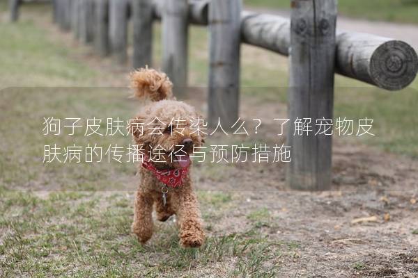 狗子皮肤病会传染人么?了解宠物皮肤病的传播途径与预防措施 狗子皮肤病会传染人么?了解宠物皮肤病的传播途径与预防措施