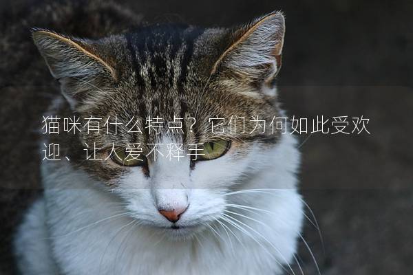 猫咪有什么特点？它们为何如此受欢迎、让人爱不释手