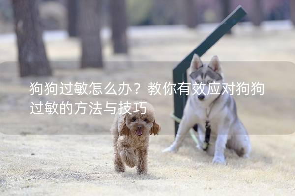 狗狗过敏怎么办？教你有效应对狗狗过敏的方法与技巧